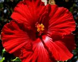 Red hibiscus