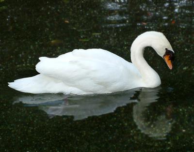 swan.jpg