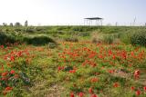 Anemones Field
