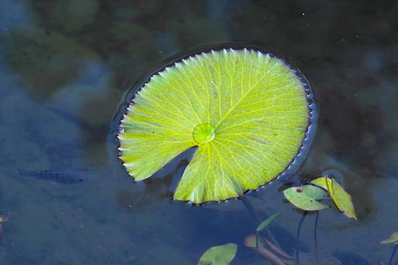 Meyer Orestor 100mm f2.8 at 5.6 - Lotus Leaf