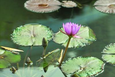 Meyer Orestor 100mm f2.8 at f4 - Lotus pond