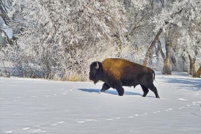 Bison