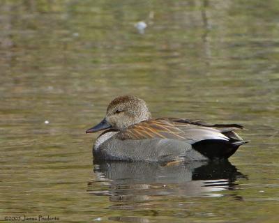 Gadwall