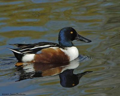 Northern Shoveler