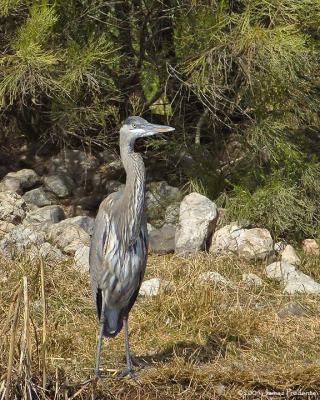 Great Blue Heron