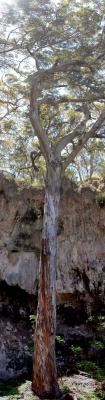 Tall Tree, Lake Cave, Margaret River (4 high x 1 wide)
