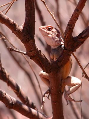 Lizard posing on a branch - 1