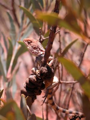 Lizard posing on a branch - 2