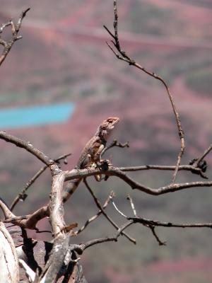 Lizard posing on a branch - 3