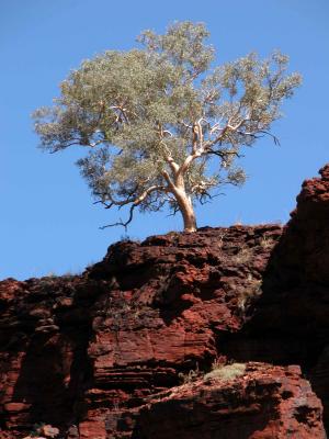 Lone tree atop Dales Gorge