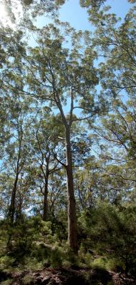 Boranup Forest Tree (2 high x 1 wide)