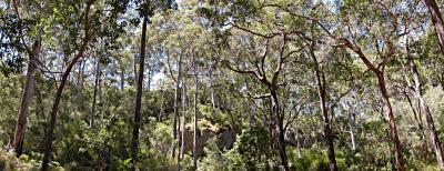 Boranup Forest (1 high x 2 wide)