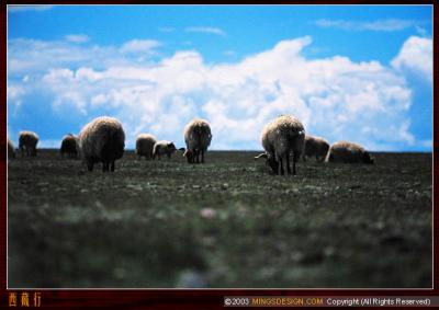 tibet_scenery_16.jpg
