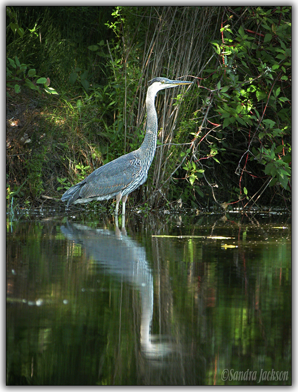 Reflections - Great Blue Heron