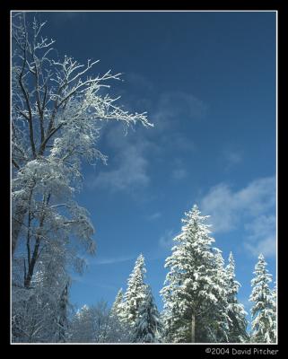 SnowTrees3.jpg