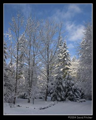 SnowTrees4.jpg