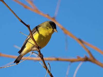 Lesser Goldfinch Male.jpg