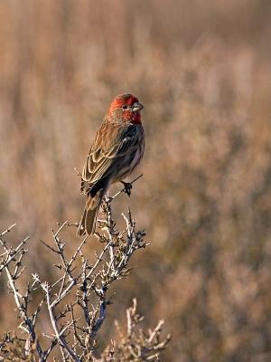 House Finch Male.jpg