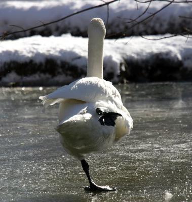 Skating On Thin Ice