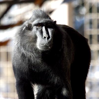 Monkey biz