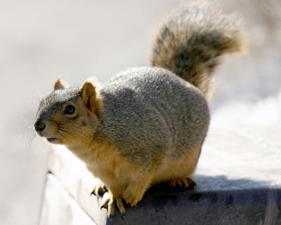 Nuts?