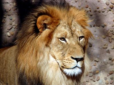 King of Beasts