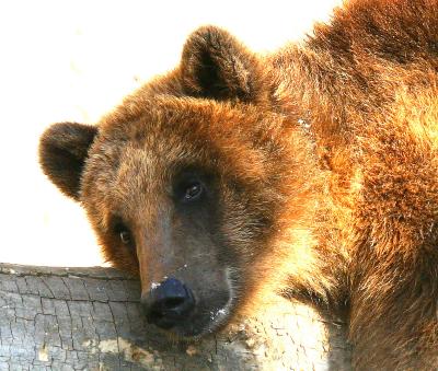 Bear