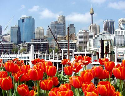 Sydney Skyline from Darling Harbor