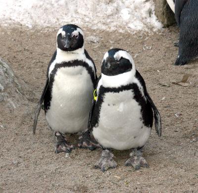 Penguins