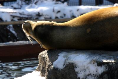 Seal