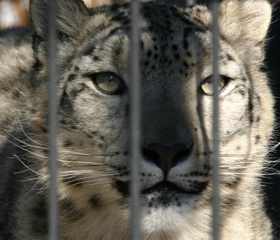 Big Mean Cat