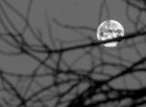 Moon Behind Branches
