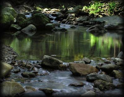 Forest Stream 1