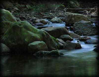 Forest Stream 2