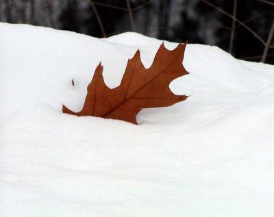 Leaf In Snow