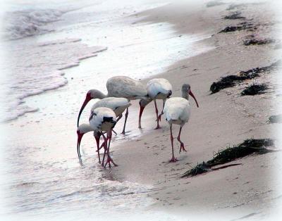 florida birds