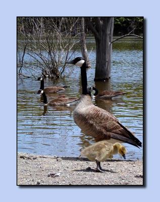 Goose and baby