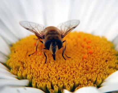 bee macro