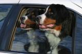 bernese_1561