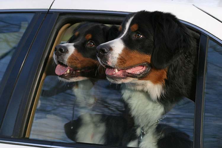 bernese_1561