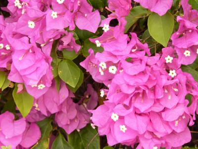 Bougainvillea up close