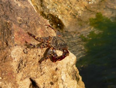 A crab sunning himself on the rocks