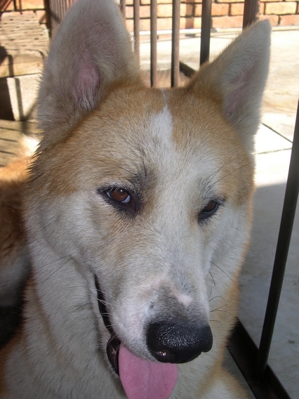 Yuki