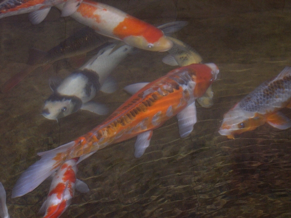 Koi