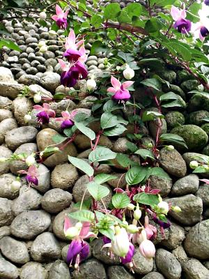 Some Hanging Flowers