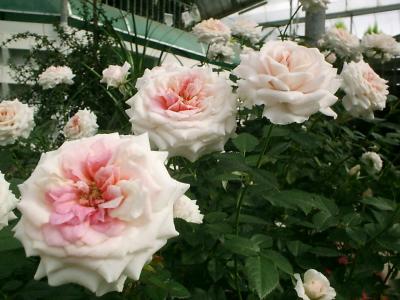 Roses