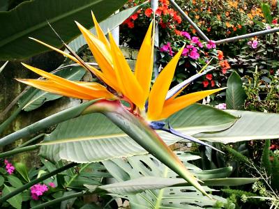 Bird of Paradise Flower