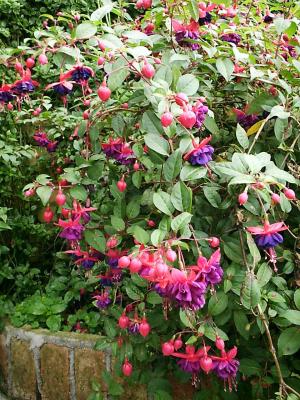 More Hanging Flowers