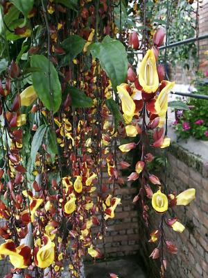 More Hanging Flowers