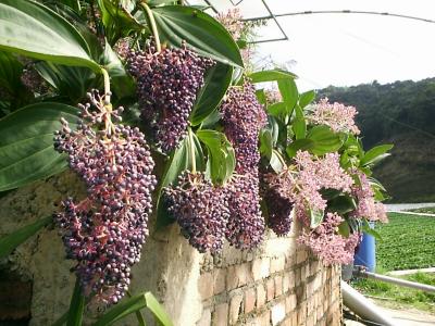 Hanging Berry Things